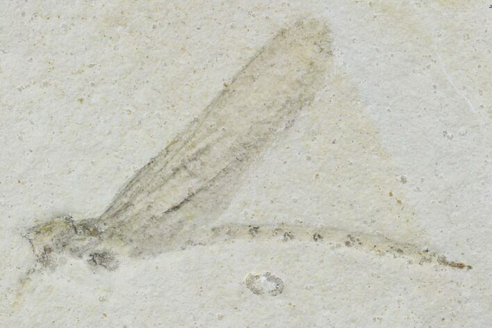 Fossil Dragonfly (Isophlebia) - Solnhofen Limestone #103612